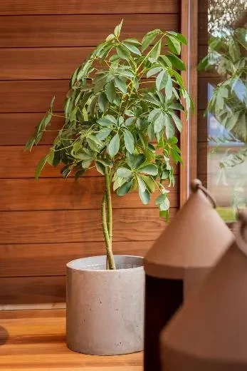 Kirami FinVision® -lounge M Misty - prachtig als een bloem!